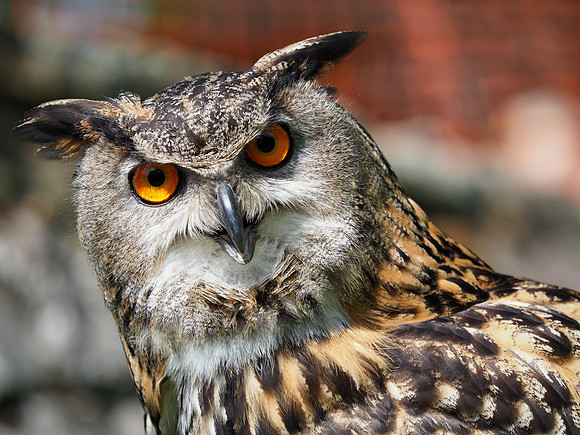 Unimpressed eagle owl 2