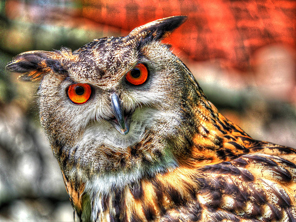 Unimpressed eagle owl 3