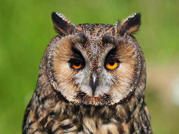Grumpy owl