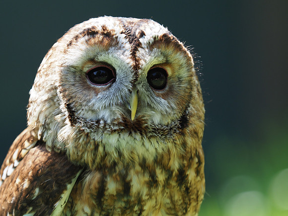 Owl 6