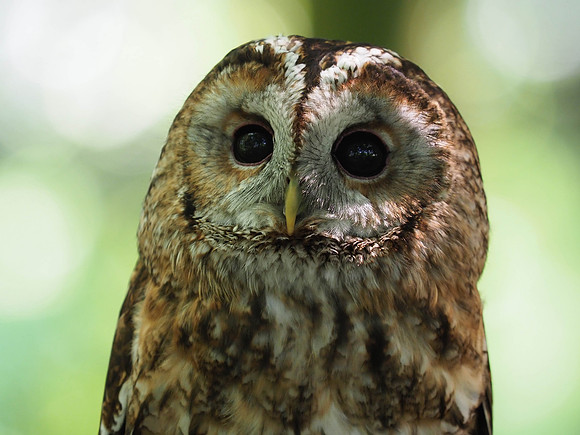Owl