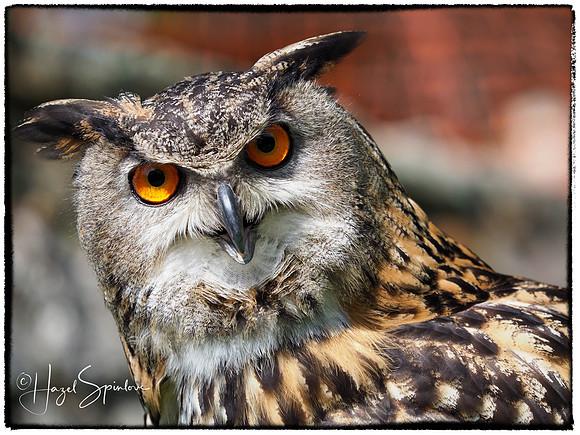 Watermarked and framed eagle owl