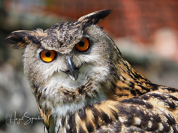 Watermarked eagle owl