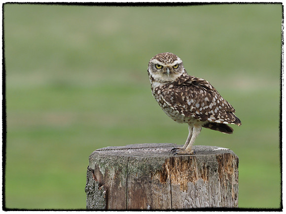 Little owl 1
