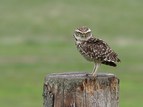 Little owl