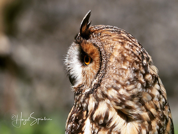 Owl - signed