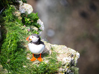 Puffins at Bempton Cliff 2