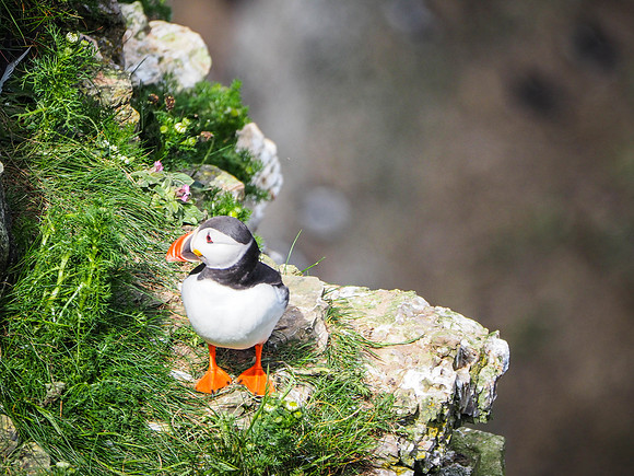 Puffins at Bempton Cliff 2