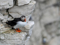 Puffin at Bempton Cliff
