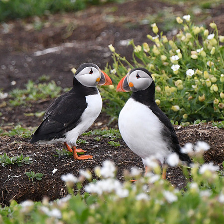 Farne Island Puffins - 1
