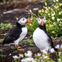 Farne Island Puffins - 2