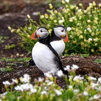 Farne Island Puffins - 3