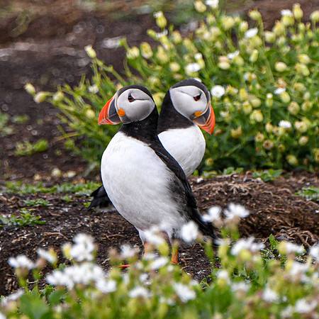 Farne Island Puffins - 3