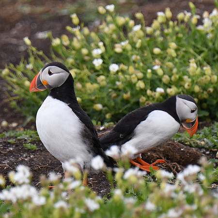 Farne Island Puffins - 3
