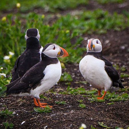 Farne Island Puffins - 4