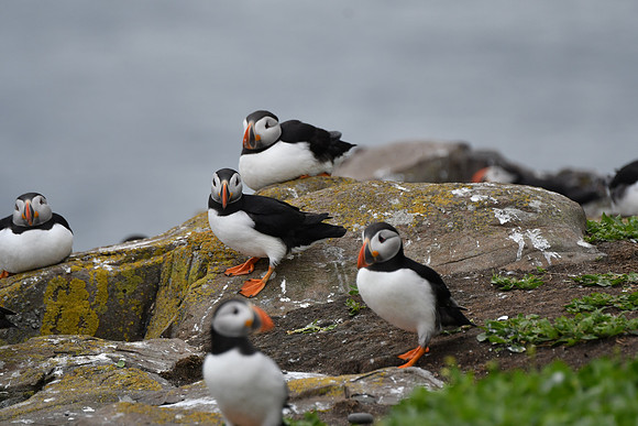 Farne Island Puffins - 4