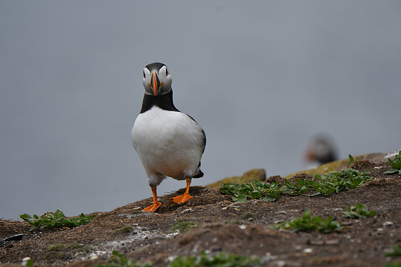 Farne Island Puffins - 8
