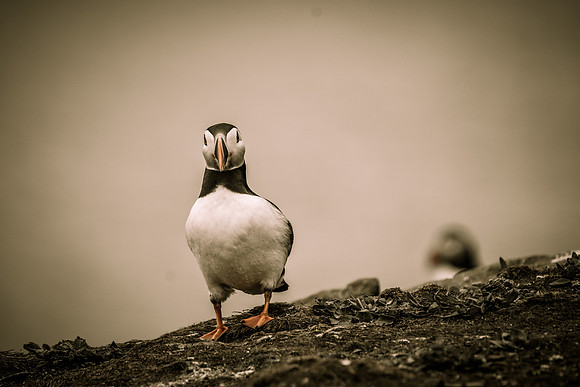 Farne Island Puffins - 9