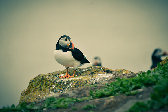 Farne Island Puffins - 10
