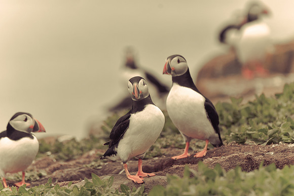 Farne Island Puffins - 11