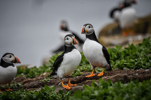 Farne Island Puffins - 12
