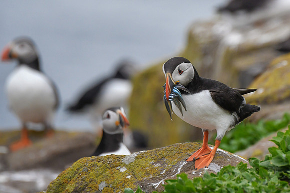 Puffins 2019 - 13
