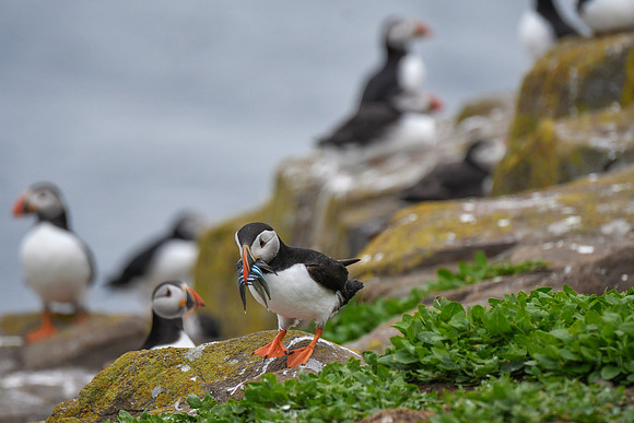Farne Island Puffins - 14