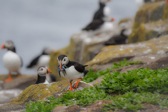 Farne Island Puffins - 15