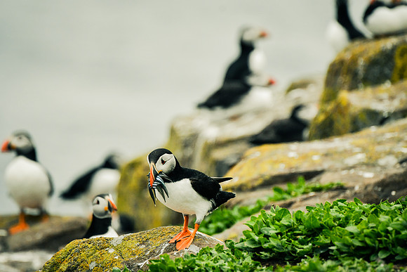 Farne Island Puffins - 16