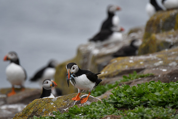 Farne Island Puffins - 17