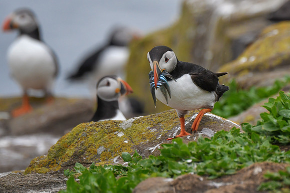 Farne Island Puffins - 18
