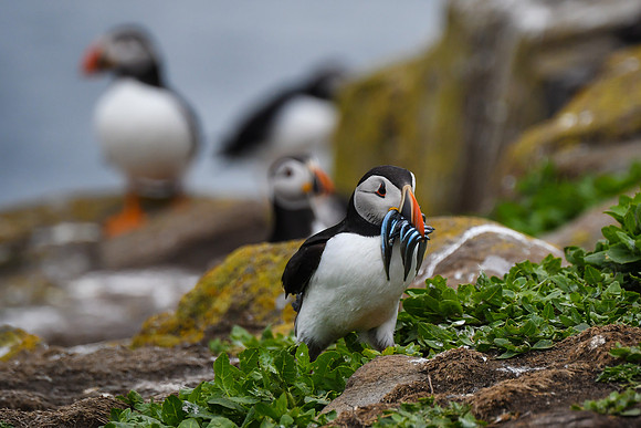 Farne Island Puffins - 19