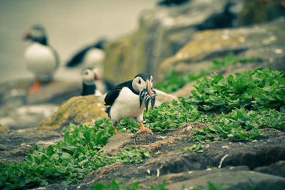 Farne Island Puffins - 20