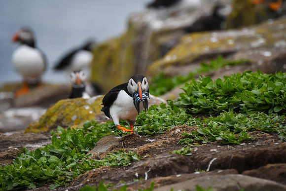 Farne Island Puffins - 21