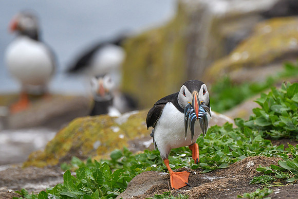 Farne Island Puffins - 22