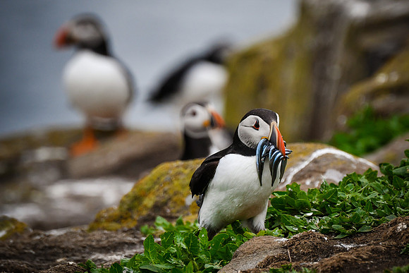 Farne Island Puffins - 23