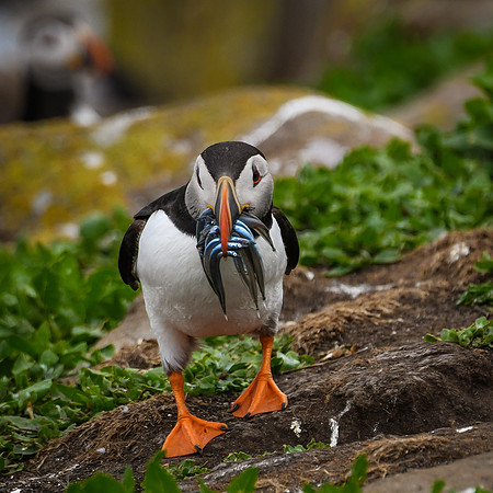 Farne Island Puffins - 24