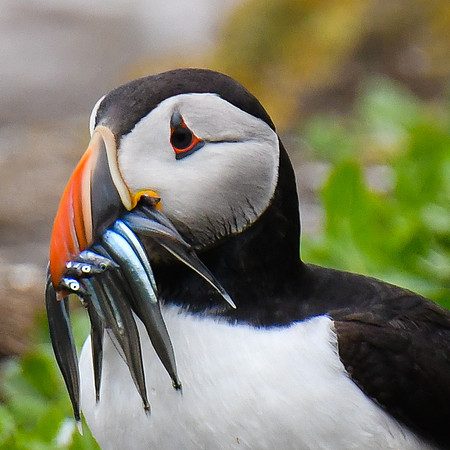Farne Island Puffins - 25