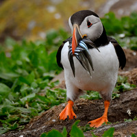 Puffins & Gannets