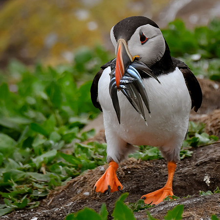 Farne Island Puffins - 26
