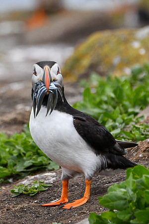Farne Island Puffins - 27