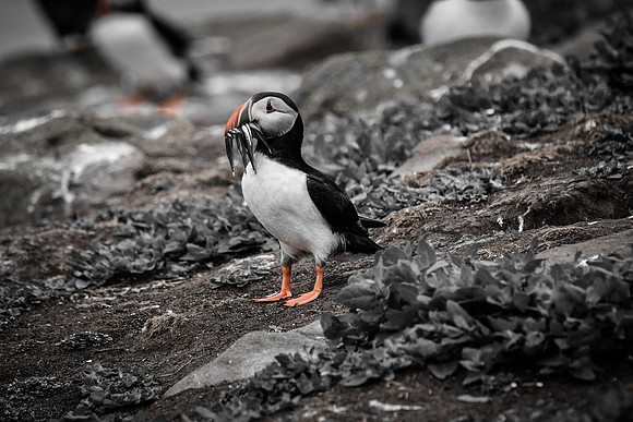Farne Island Puffins - 28