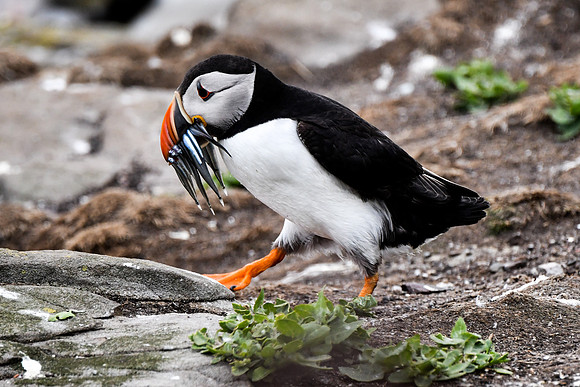 Farne Island Puffins - 29
