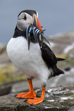 Farne Island Puffins - 30