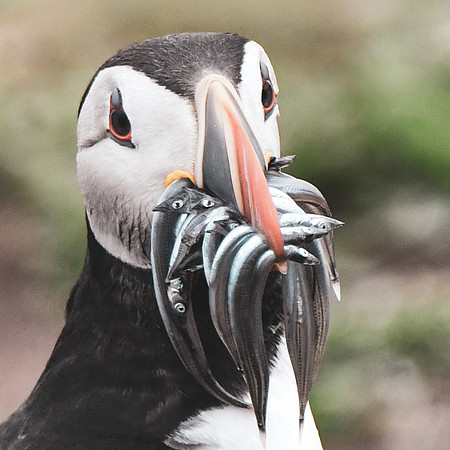 Farne Island Puffins - 31
