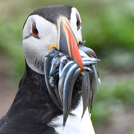 Farne Island Puffins - 32