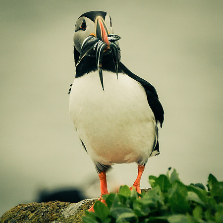 Farne Island Puffins - 33