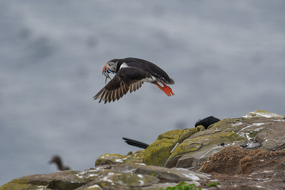 Farne Island Puffins - 34