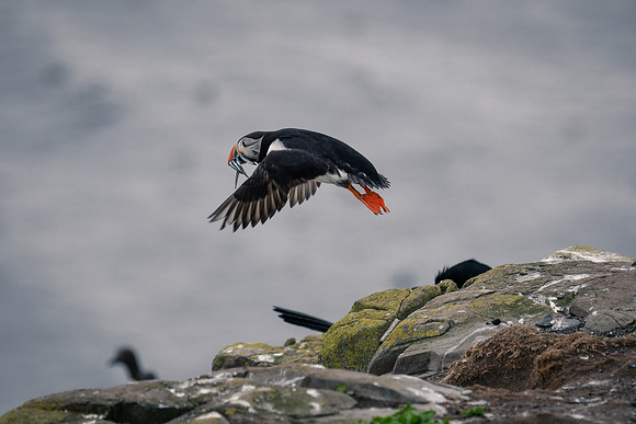 Farne Island Puffins - 35