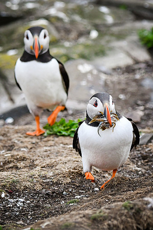 Farne Island Puffins - 36